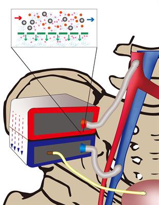 Nanotechnology in Kidney and Islet Transplantation: An Ongoing, Promising Field